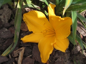 daglelie