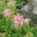 sedum
