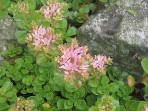 sedum