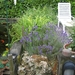 lavendel