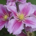 clematis