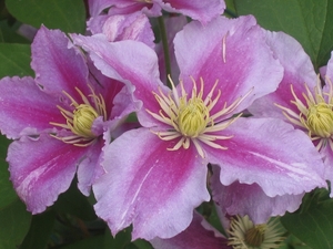 clematis