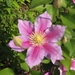 clematis