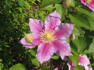clematis