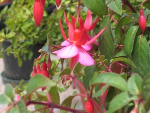 fuchsia