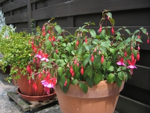 fuchsia