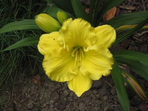 daglelie