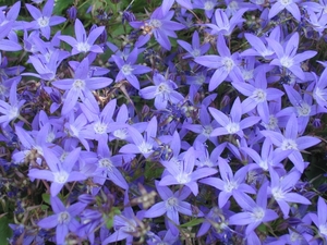campanula