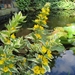 lysimachia