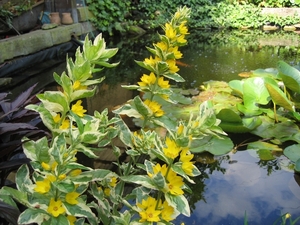 lysimachia