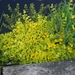 lysimachia