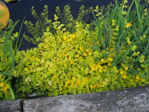 lysimachia