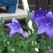 campanula