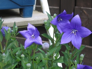 campanula