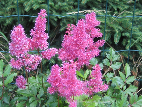 astilbe