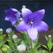 campanula