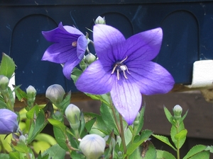 campanula