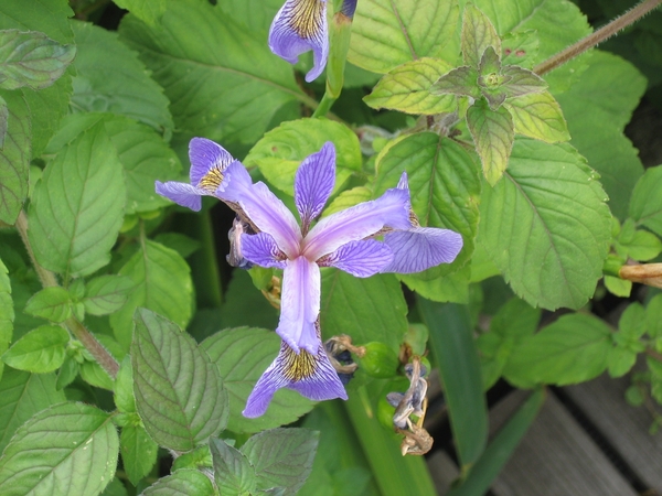 iris
