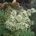 sorbaria