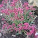 crassula