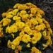 chrysant