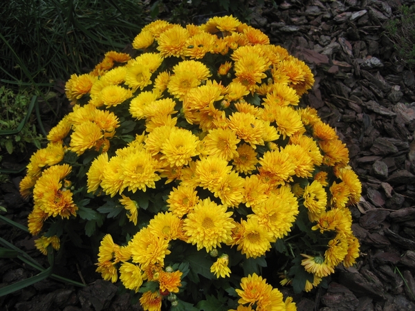 chrysant