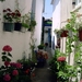 Pilion juni 2007 029