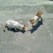 Pilion juni 2007 037