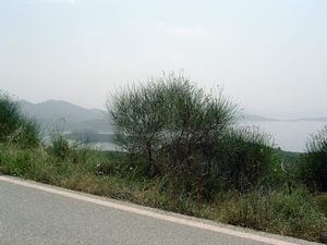 Pilion juni 2007 086