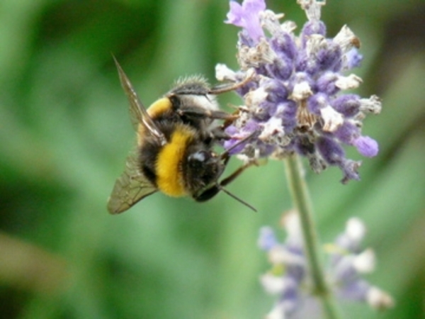 lavendel bij