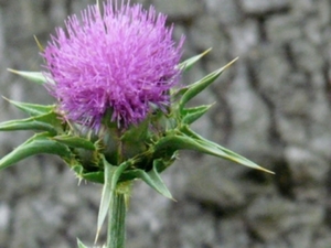 distel