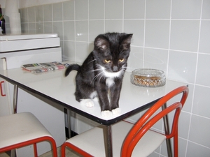 wat hoog om te springen