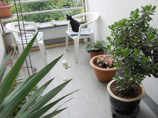 in de planten van de mama roefelen