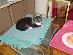 nu op die tafel ,wat een poes niet lijden kan