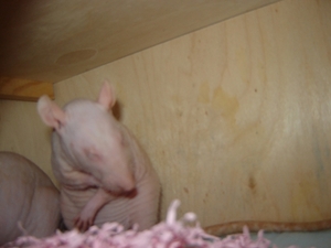 DSC06354