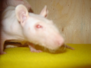 DSC06382