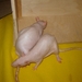 DSC06386