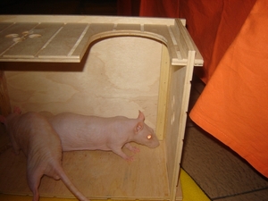 DSC06387
