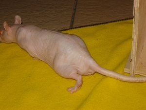 DSC06394