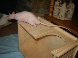 DSC06398