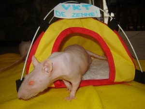 DSC06413