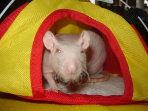 DSC06418
