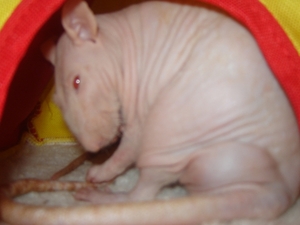 DSC06428