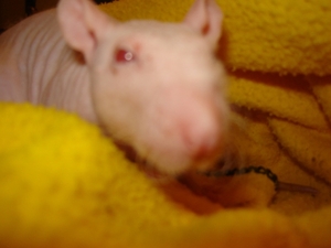 DSC06571