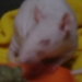 DSC06595