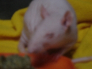 DSC06595
