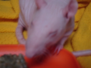 DSC06598
