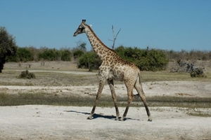 giraffe