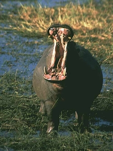 hippo