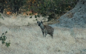 hyena
